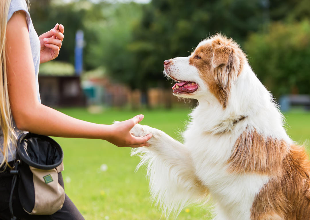 How Dog Training Solves Chaos for Working Parents