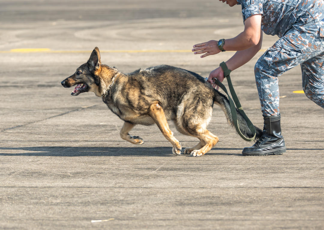 TRAIN WHILE YOU TRAVEL: BOARD & TRAIN BENEFITS FOR BUSY PROFESSIONALS